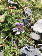 Erodium glandulosum