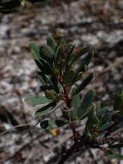 Gompholobium virgatum