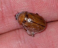 Cyclocephala