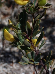 Gompholobium virgatum