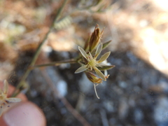 Petrorhagia armerioides