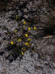 Gompholobium virgatum