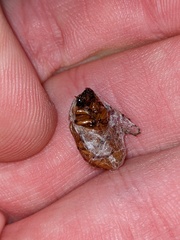 Cyclocephala