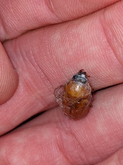 Cyclocephala