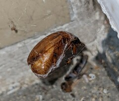 Cyclocephala