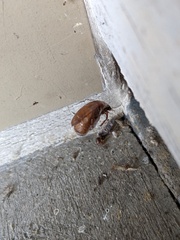 Cyclocephala