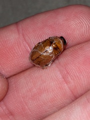 Cyclocephala