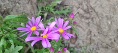 Senecio arenarius