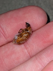 Cyclocephala