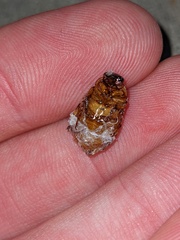 Cyclocephala