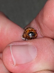 Cyclocephala
