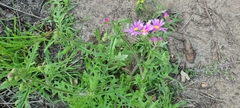 Senecio arenarius