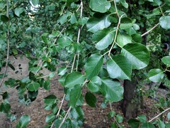 Prunus mahaleb