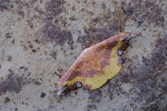 Oreta sanguinea
