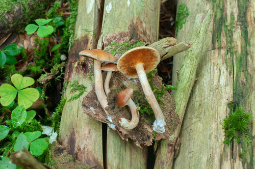 Common Rustgill