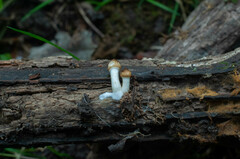 Cystoagaricus lepidotoides