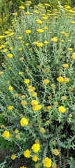 Helichrysum dasyanthum