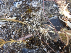 Petrorhagia armerioides