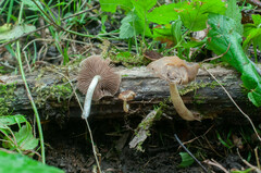 Cystoagaricus lepidotoides