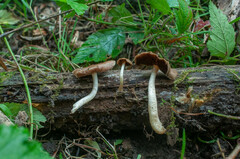 Cystoagaricus lepidotoides