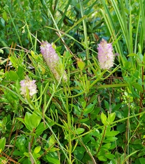 Polygala cruciata