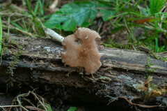 Cystoagaricus lepidotoides