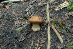 Calonarius elegantior