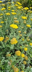 Helichrysum dasyanthum
