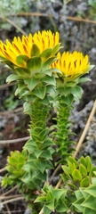 Oedera imbricata