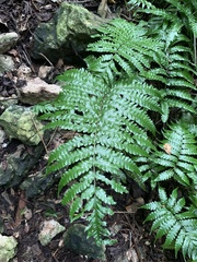 (c) 岸本年郎, some rights reserved (CC BY) Bolbitis quoyana, photograph (c) 岸本年郎, some rights reserved (CC BY)