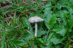 Entoloma ameides