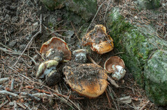 Cortinarius haasii