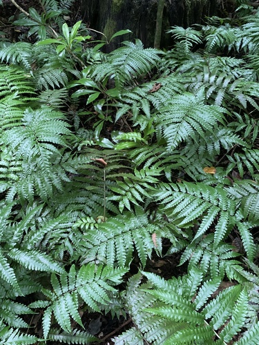 Bolbitis quoyana, photograph 3