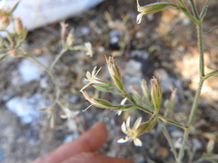 Petrorhagia armerioides