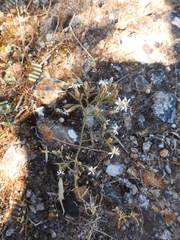 Petrorhagia armerioides