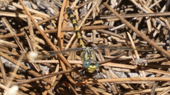 Onychogomphus uncatus