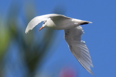 Ichthyaetus melanocephalus