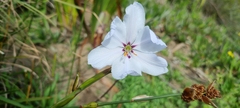 Aristea spiralis