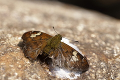 Pseudocoladenia dan