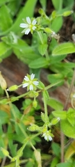 Cerastium glomeratum