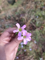 Oxalis debilis