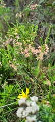 Struthiola ciliata