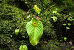 Microchirita bimaculata