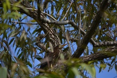 Butorides virescens image