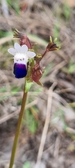 Nemesia barbata