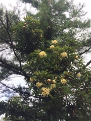 Hydrangea integrifolia