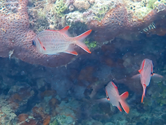 Myripristis violacea