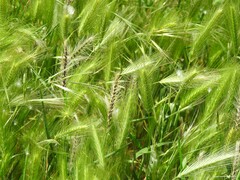 Hordeum murinum leporinum