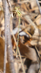 Lestes barbarus