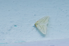 Sirinopteryx ablunata